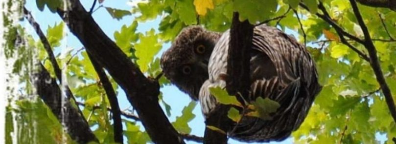 cropped-cropped-cropped-cropped-cropped-owl3.jpg