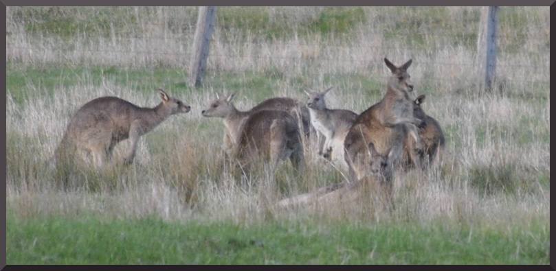 kangaroos